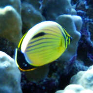 Image of Blacktail Butterflyfish