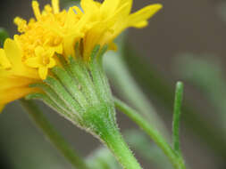 Image of Orcutt's yellow pincushion