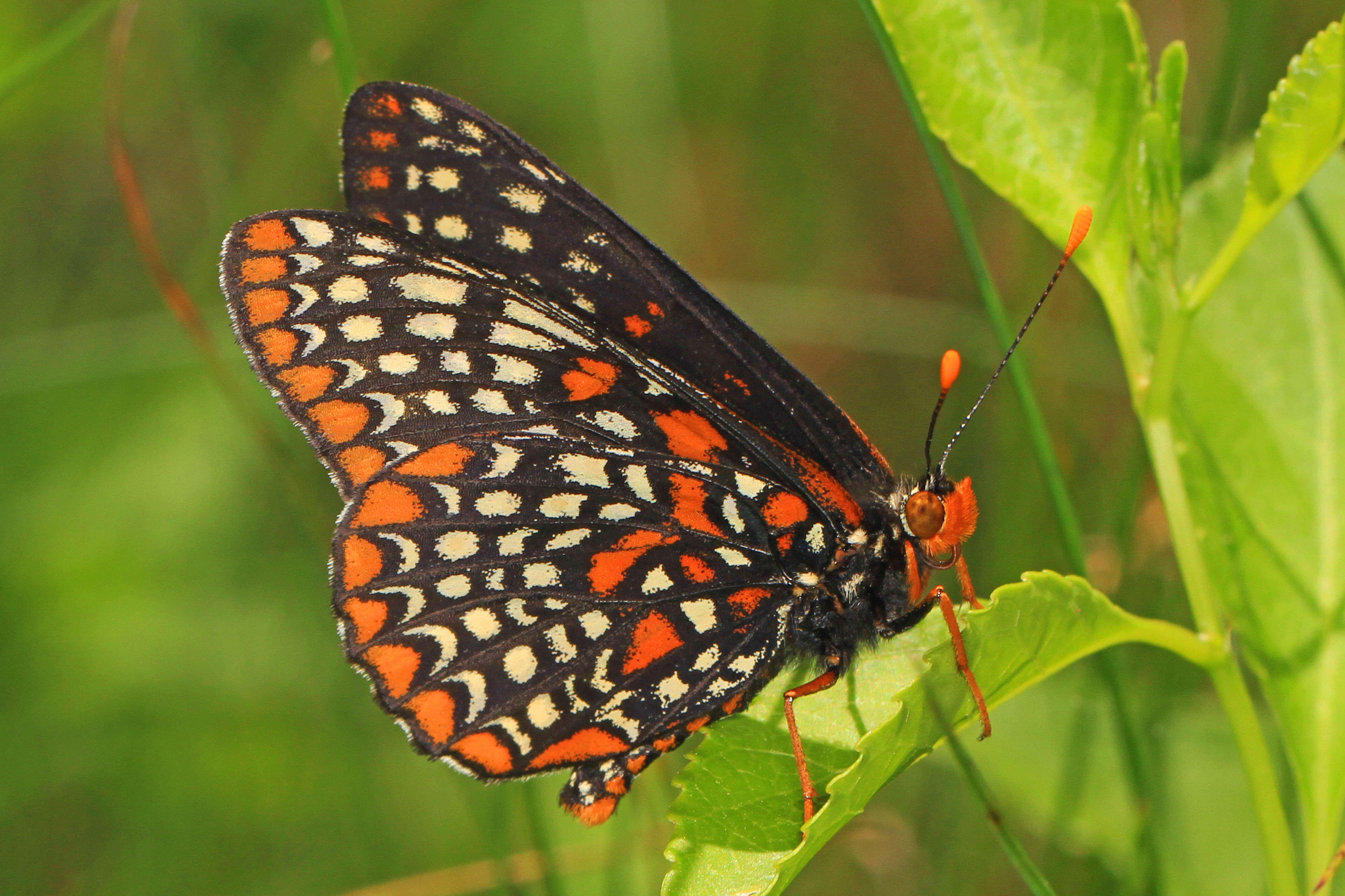 Euphydryas phaeton Drury 1767的圖片