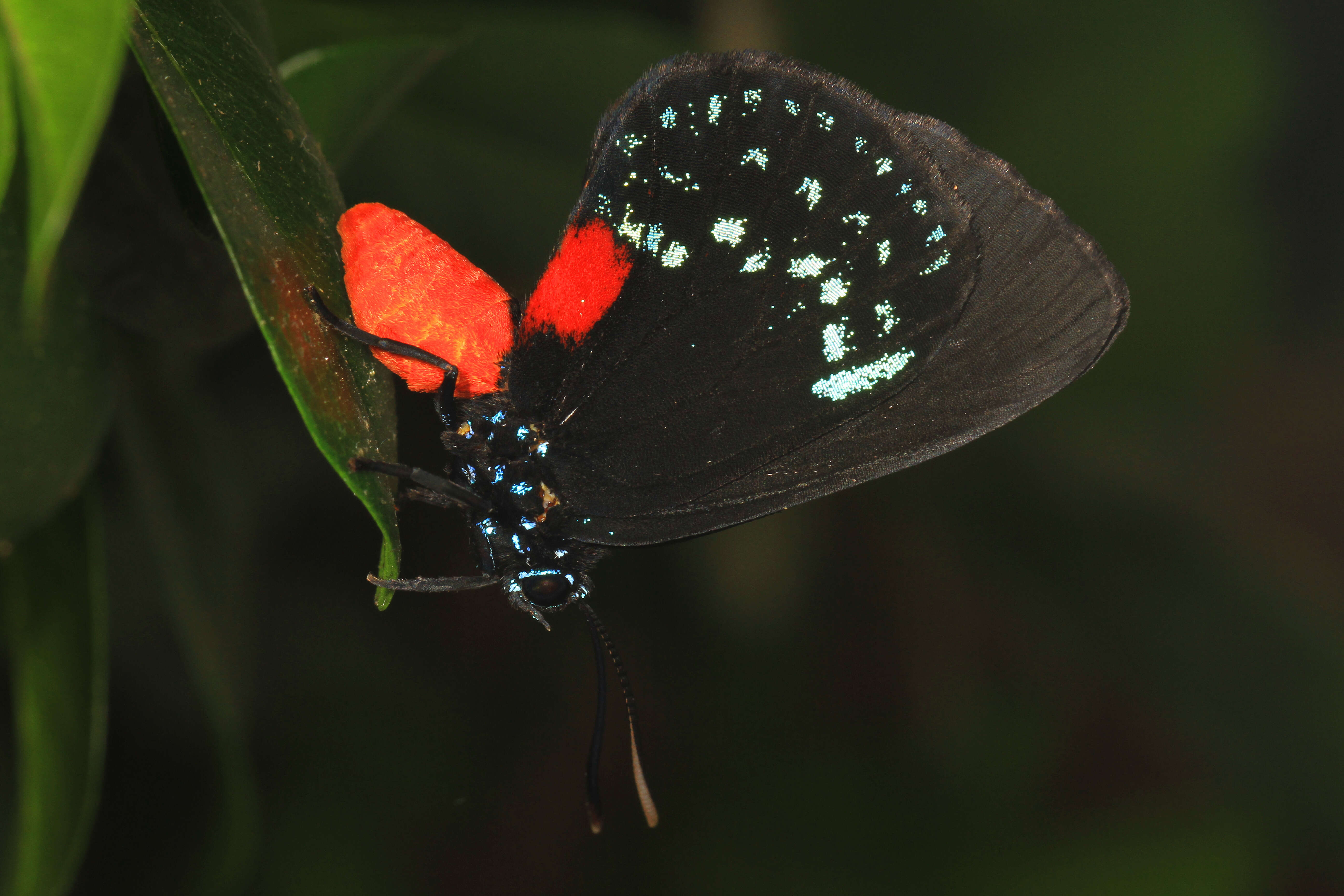 Слика од Eumaeus atala (Poey 1832)