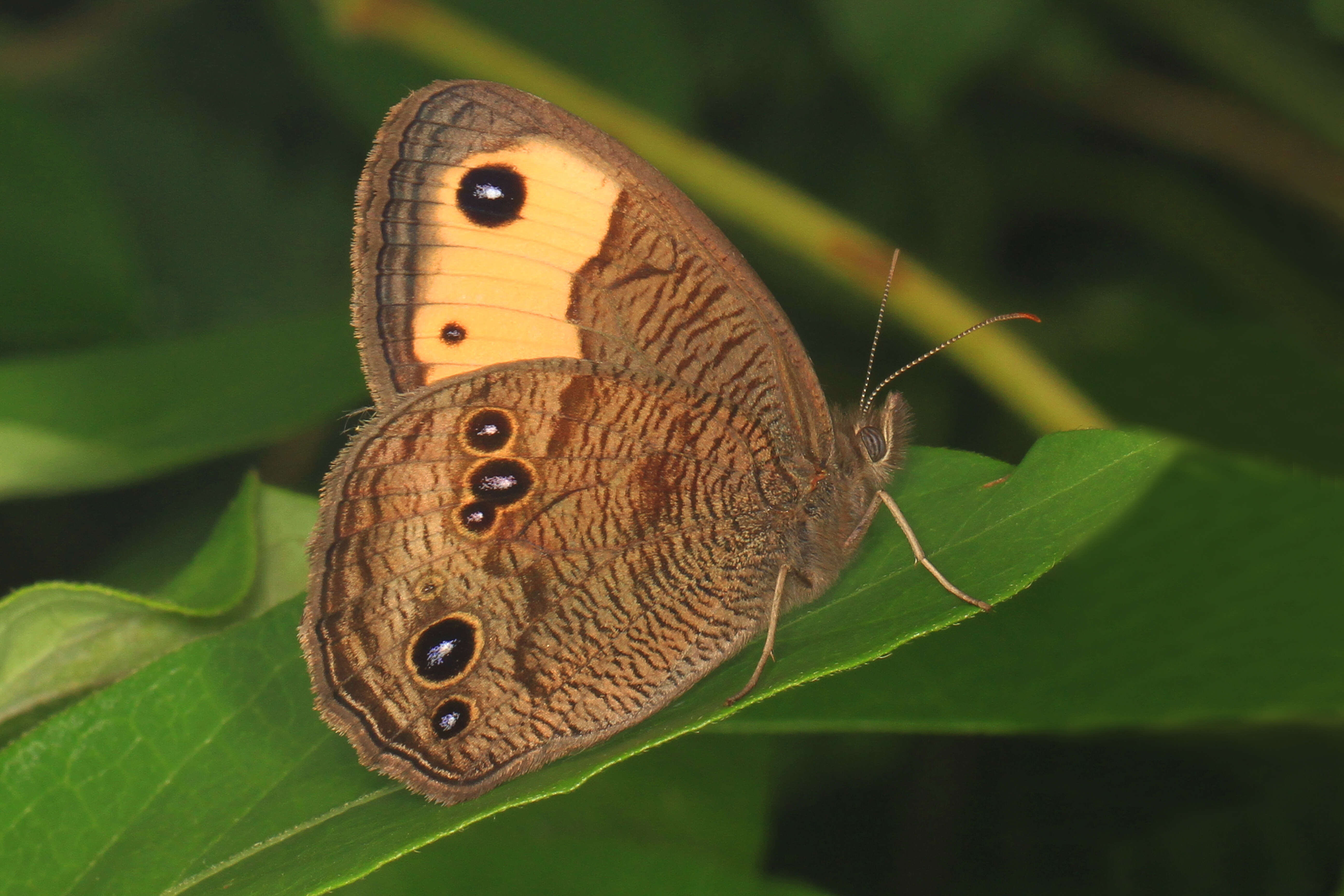 Image of Common Wood Nymph