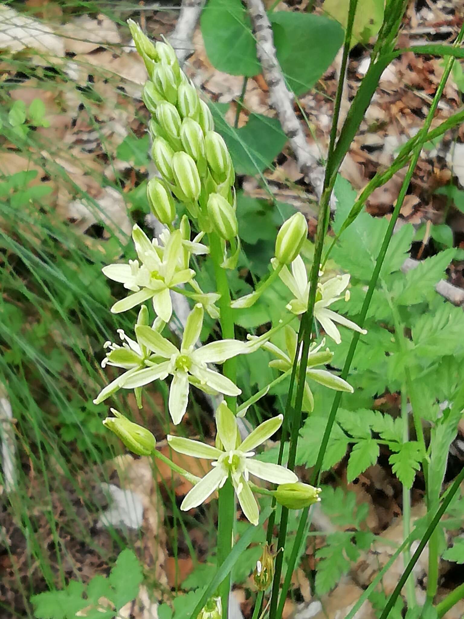 Слика од Ornithogalum pyrenaicum L.