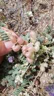 Image of Astragalus pulsiferae var. pulsiferae