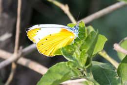 Слика од Belenois thysa (Hopffer 1855)