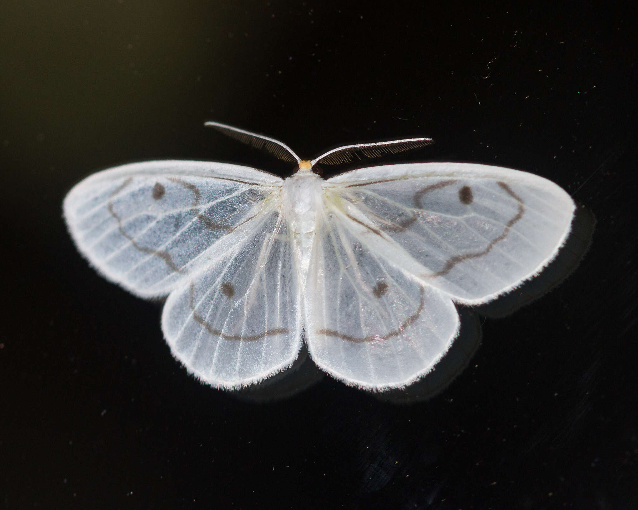 Image de Leucula meganira Druce 1892