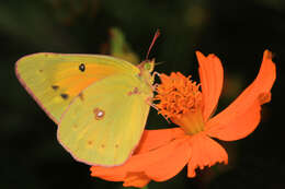 Image of Orange Sulphur