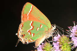 Plancia ëd Callophrys gryneus