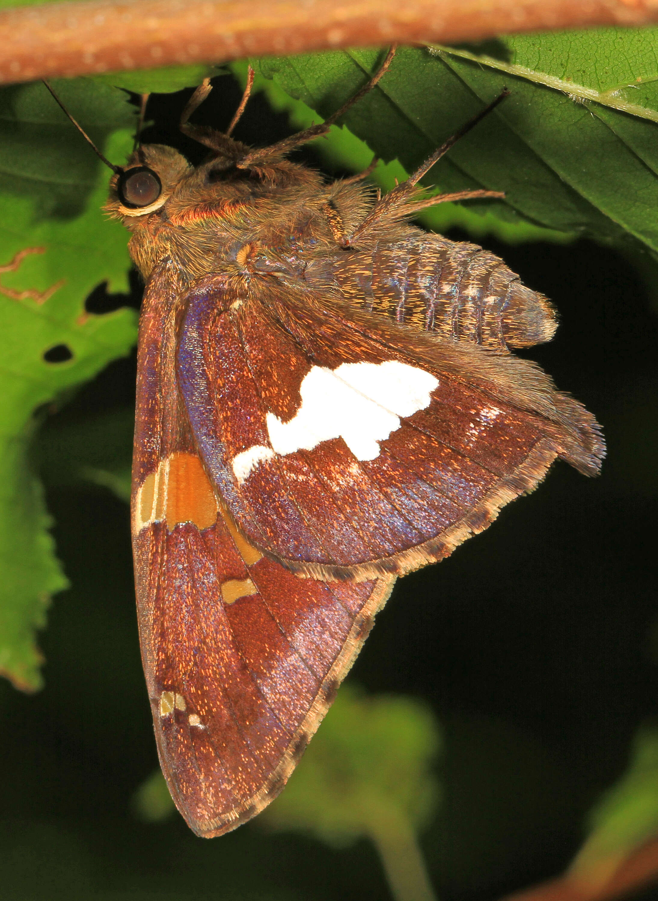 Image of Silver-spotted Skipper