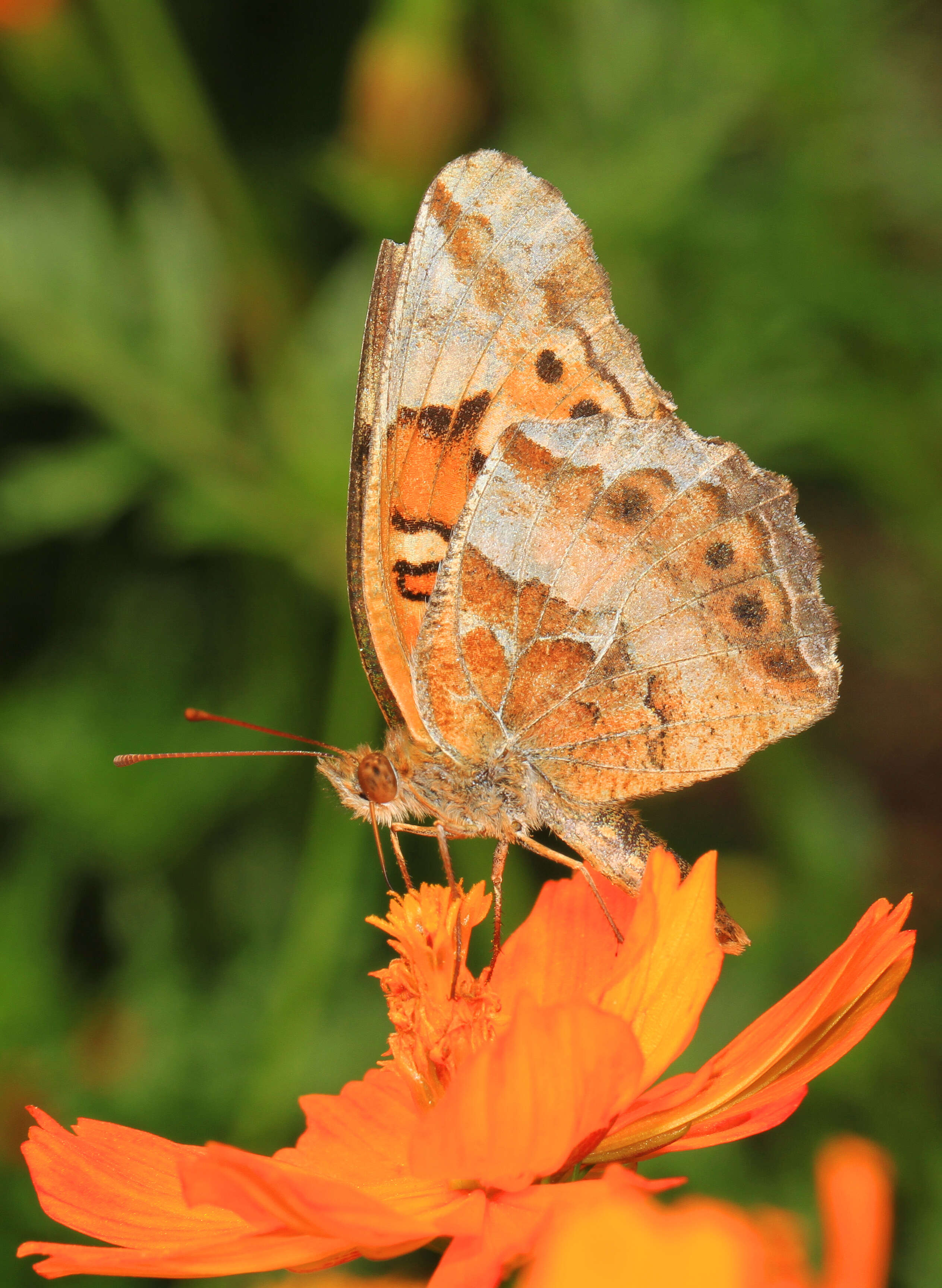 Image of Variegated Fritillary