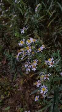 Image of white panicle aster