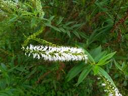 Image of <i>Veronica <i>stricta</i></i> var. stricta