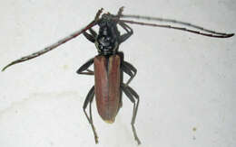 Image of Derolus brunneipennis Gahan 1904