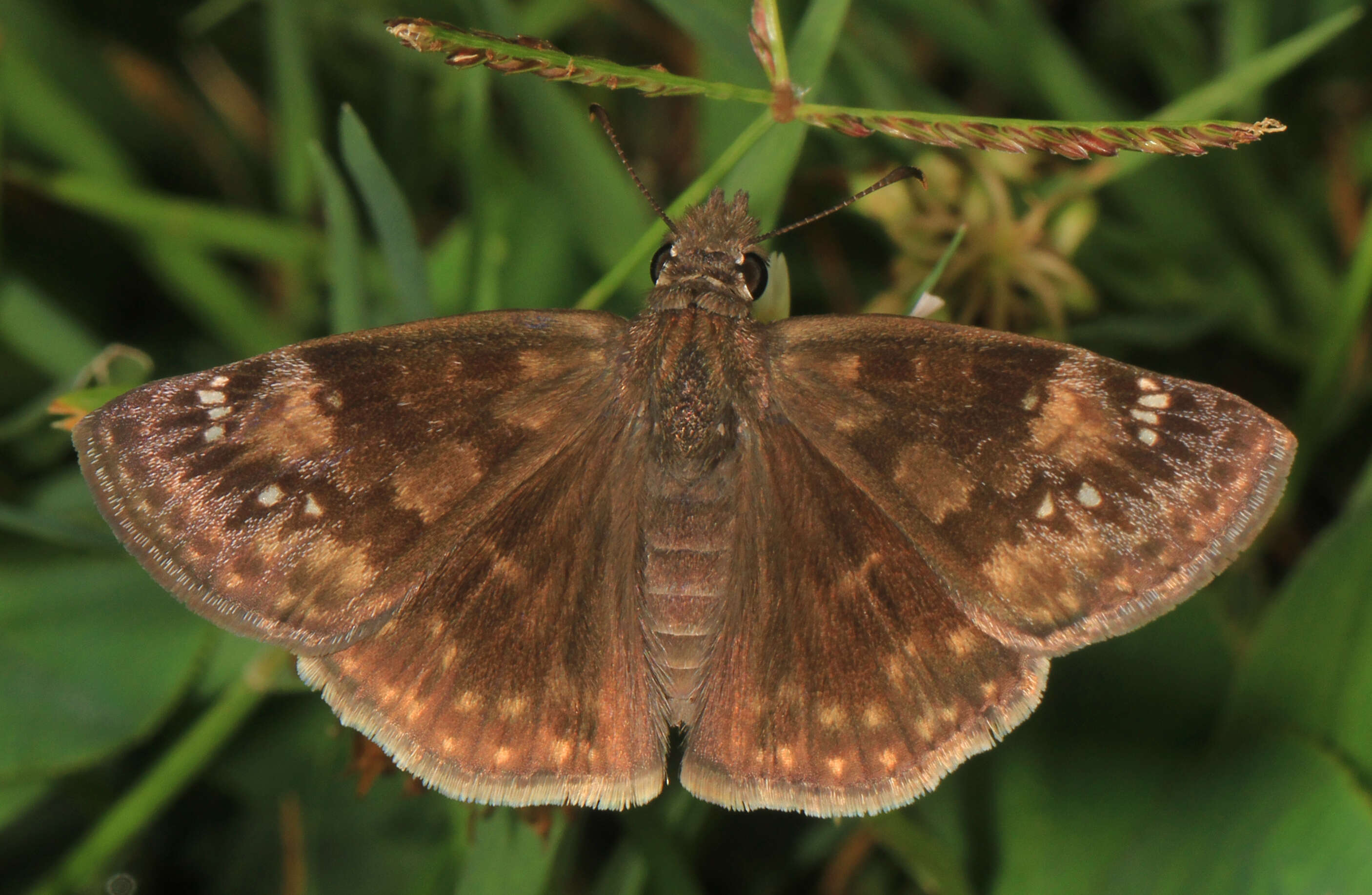 Image of Wild Indigo Duskywing