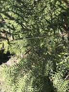 Image of Creosote Bush Walkingstick