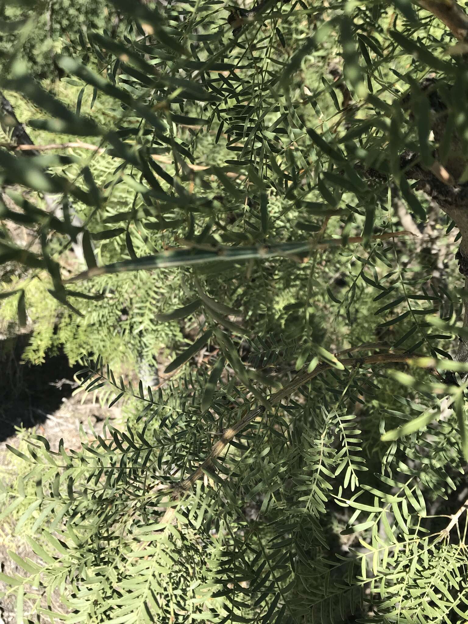 Image of Creosote Bush Walkingstick