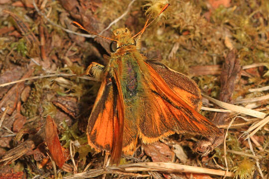 Ochlodes sylvanoides Boisduval 1852的圖片