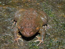 Image of Boulenger’s narrow-eyed frog