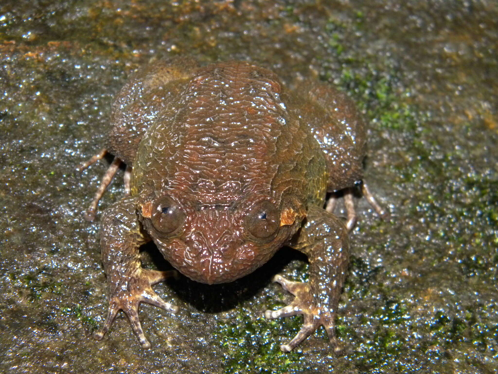 Image of Boulenger’s narrow-eyed frog