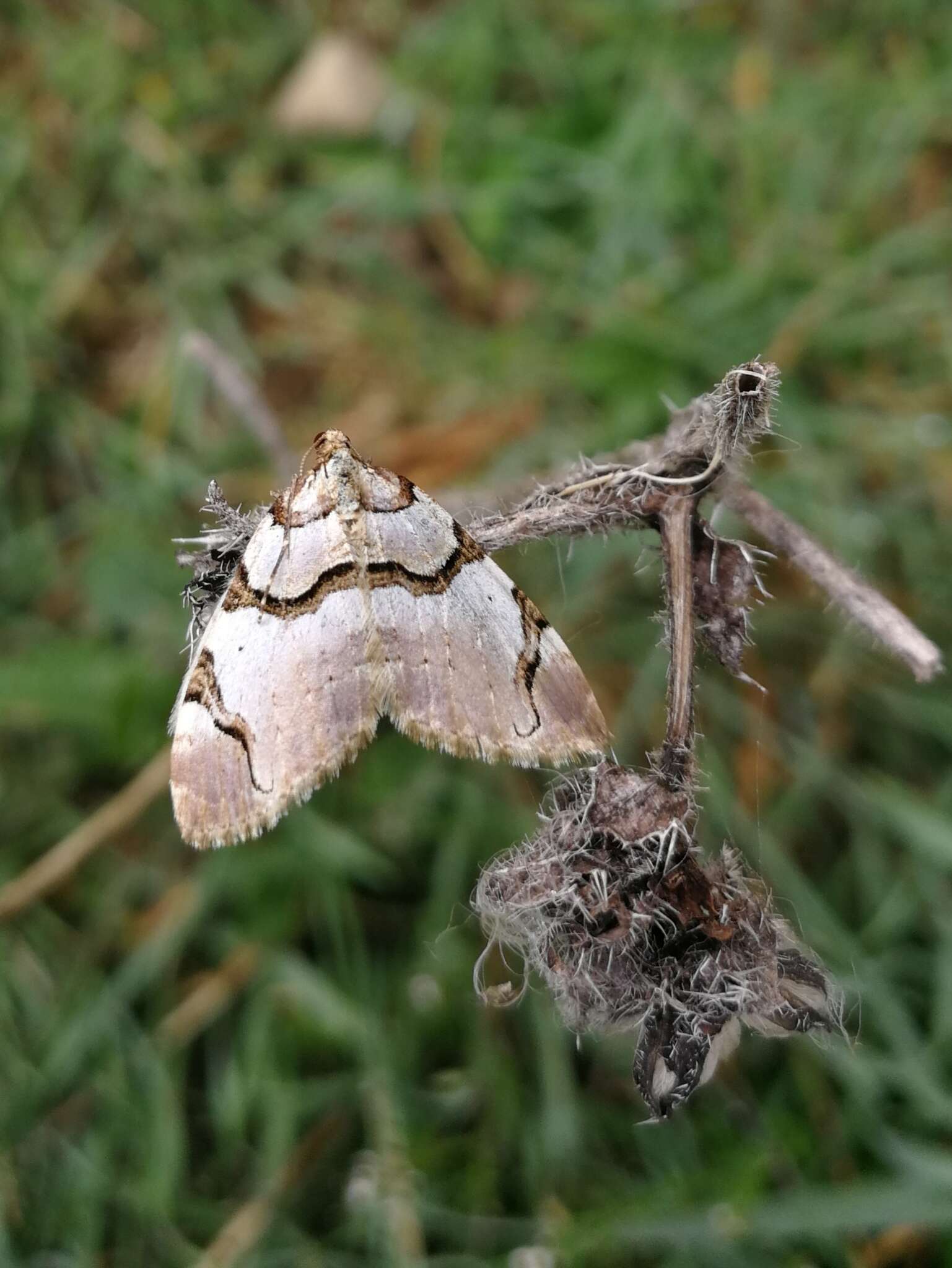 Plancia ëd Anticlea derivata Schiffermüller 1775