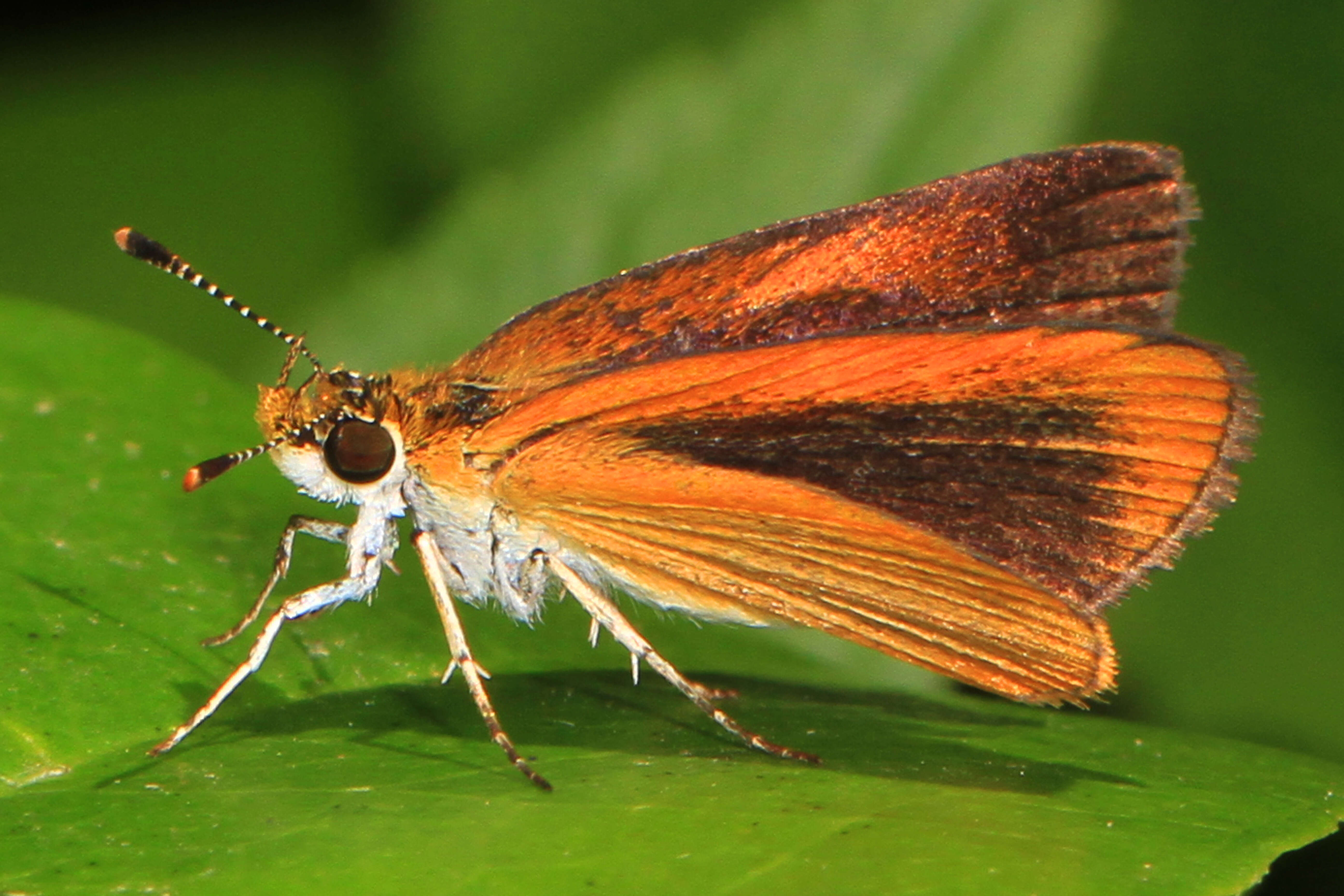 Image of Least Skipper