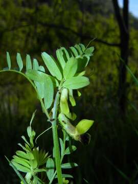 Imagem de Vicia melanops Sibth. & Sm.