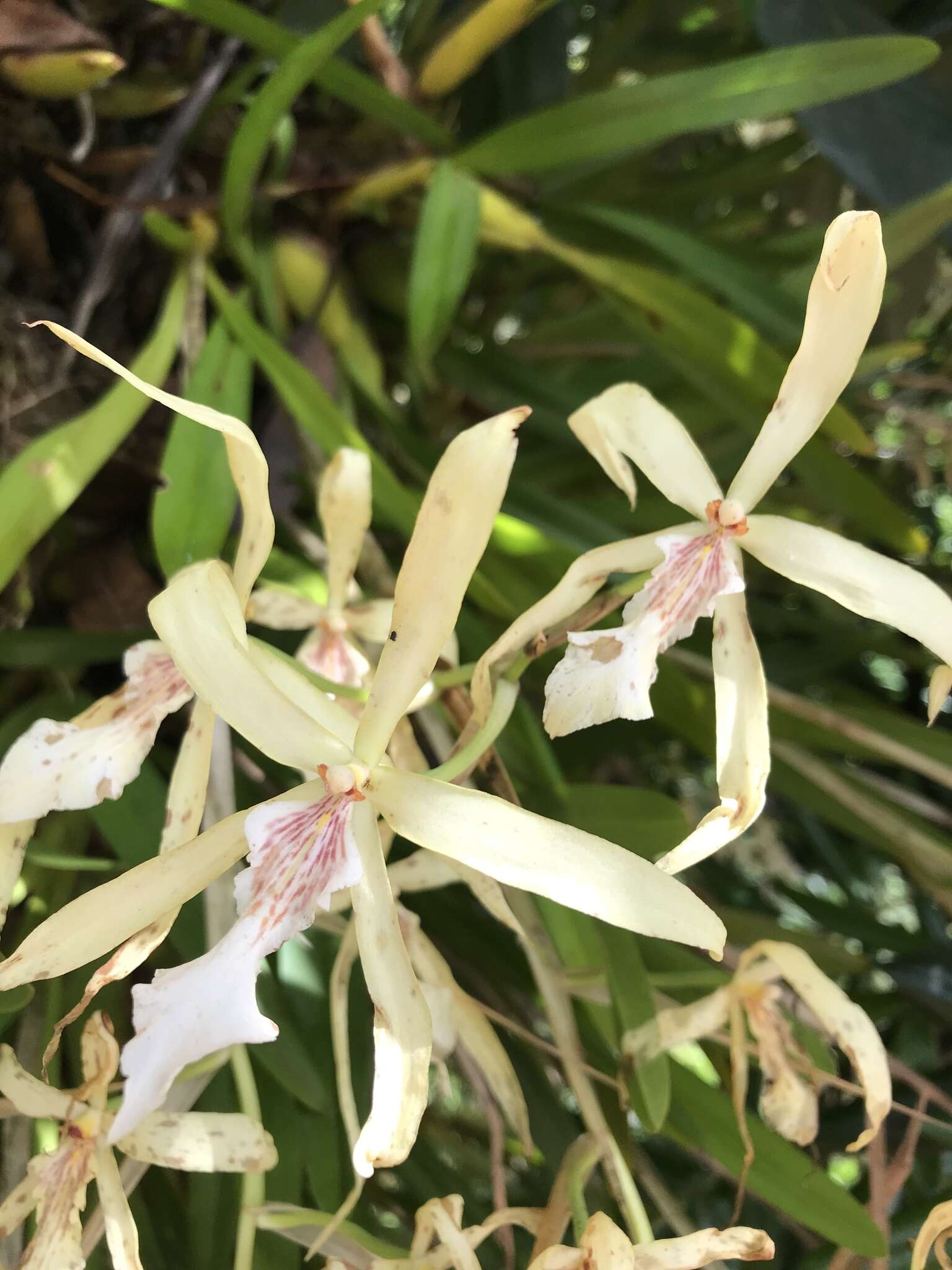 Image of Miltonia flavescens (Lindl.) Lindl.