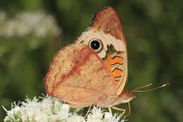 Image of Common buckeye