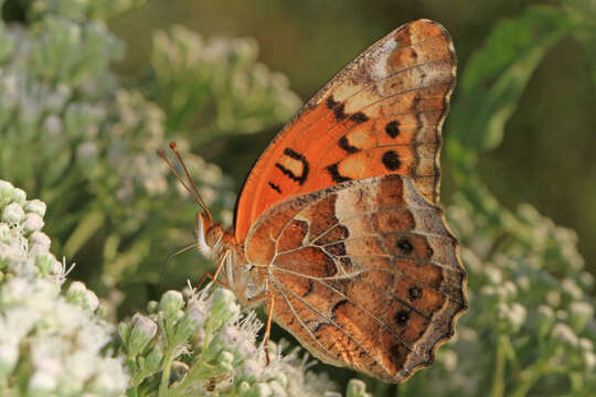 Image of Variegated Fritillary