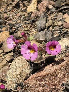 Image of Johnston's monkeyflower