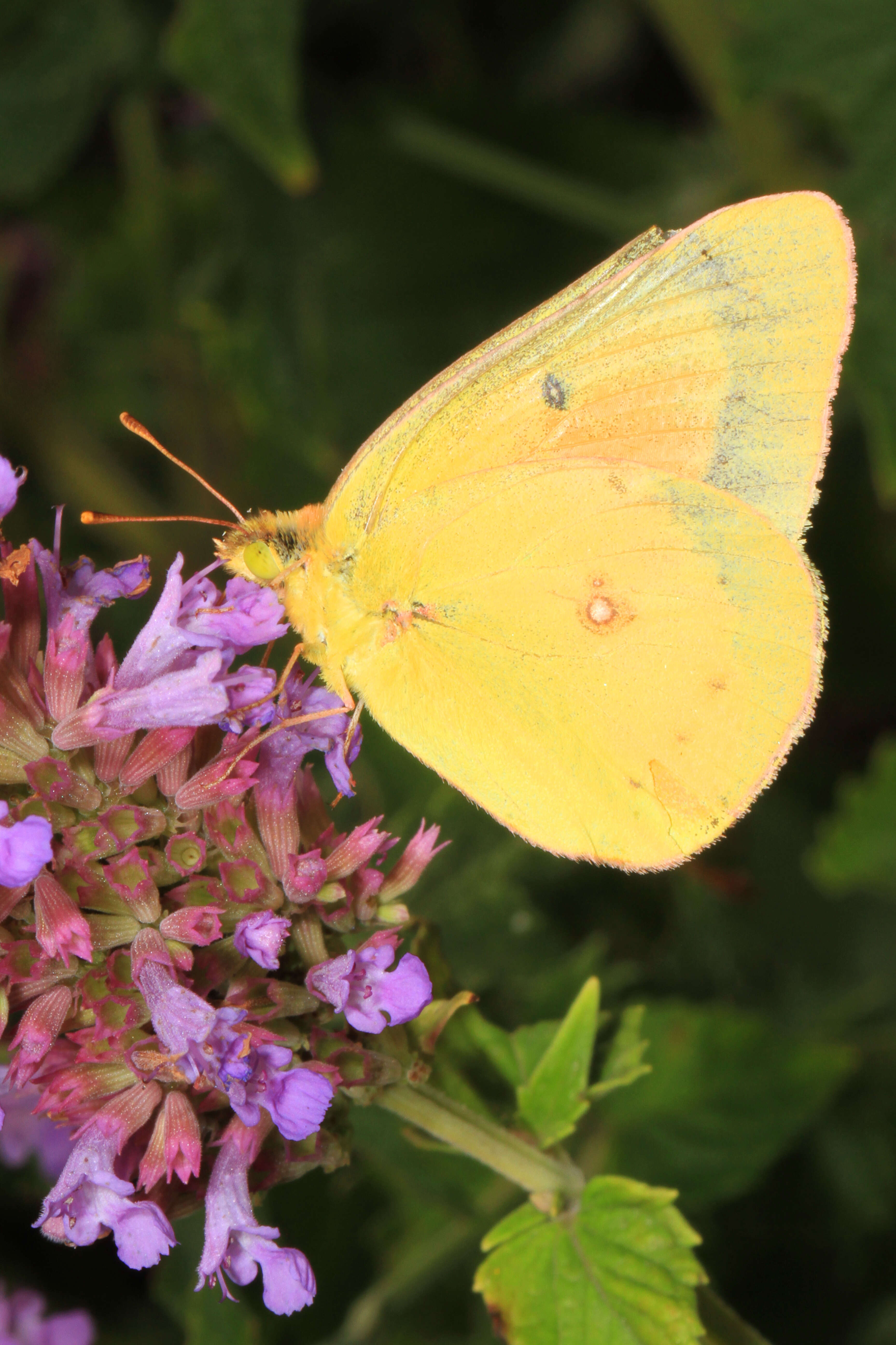 Image of Orange Sulphur