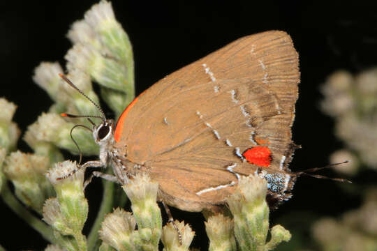 Image of White-M Hairstreak