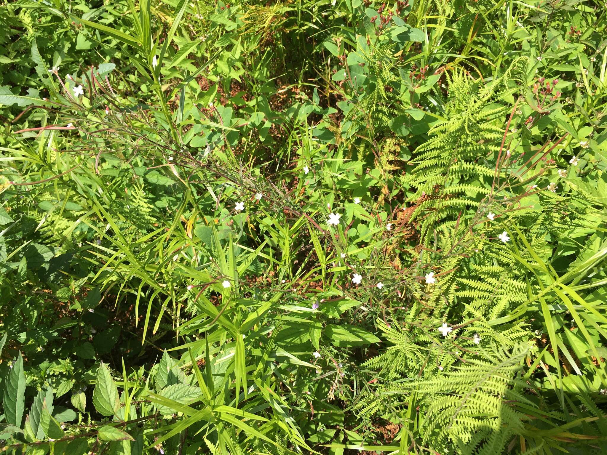 Sivun Epilobium leptophyllum Rafin. kuva