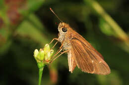 Image of Long-windged Skipper