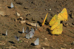 Image of Orange Sulphur