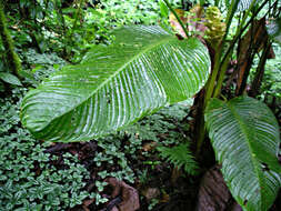 Image of Calathea guzmanioides L. B. Sm. & Idrobo