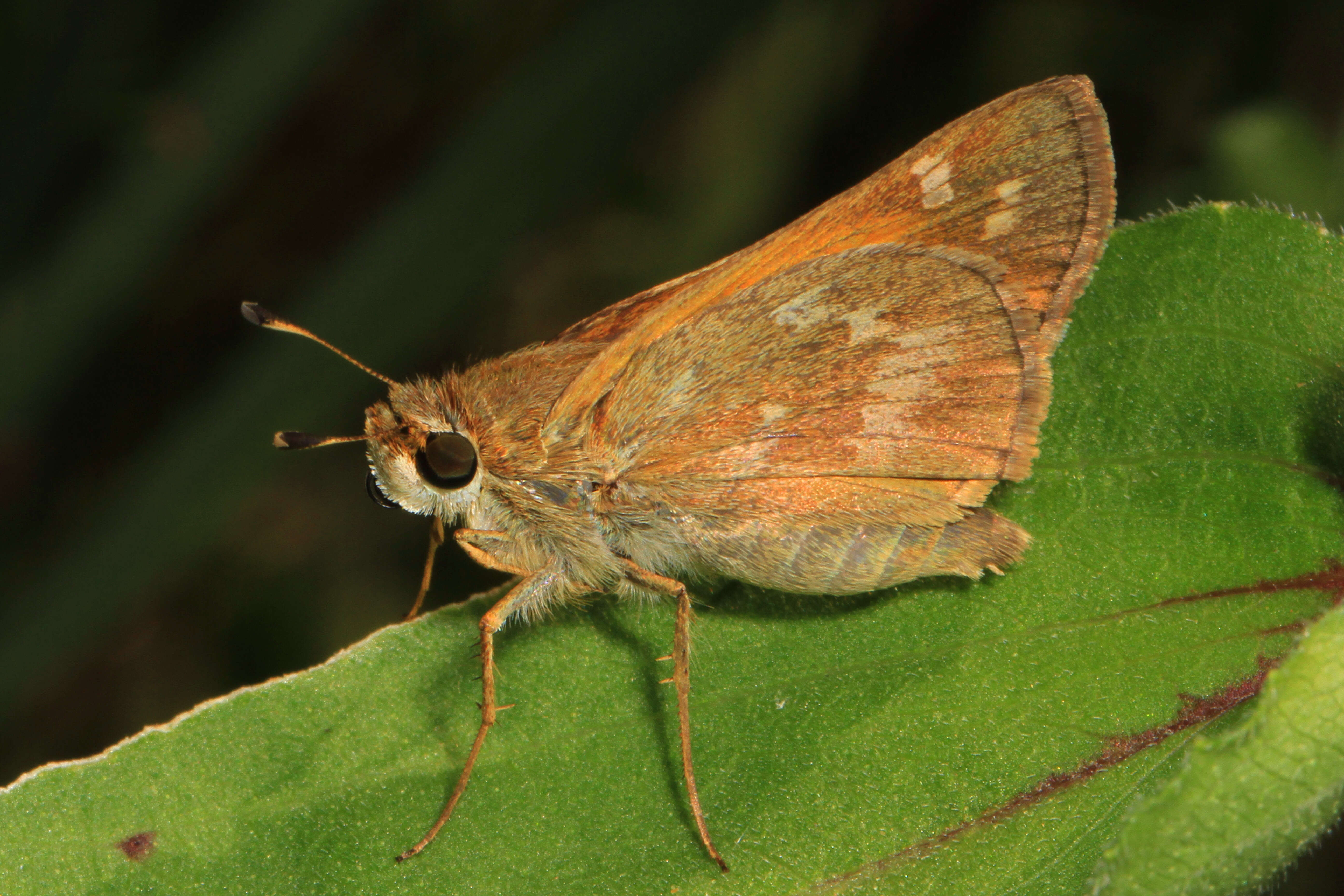 Atalopedes campestris Boisduval 1852 resmi