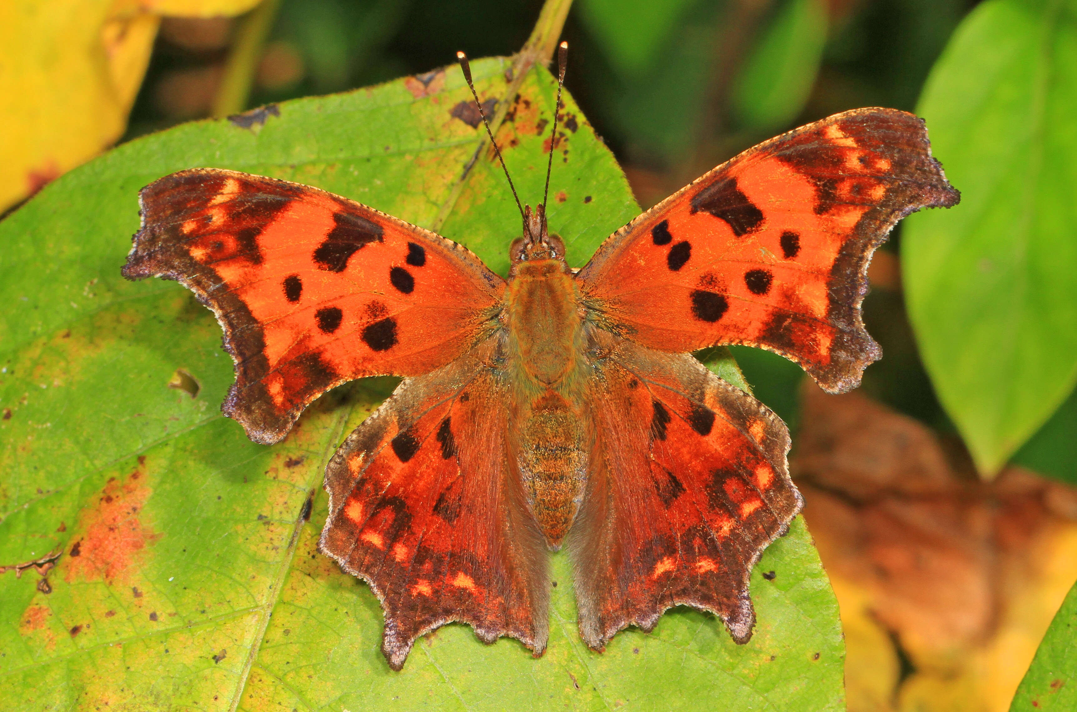 Image of Eastern Comma