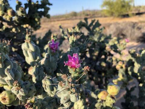 Image of Cylindropuntia cholla (F. A. C. Weber) F. M. Knuth