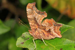 Image of Eastern Comma