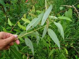 Image of peachleaf willow