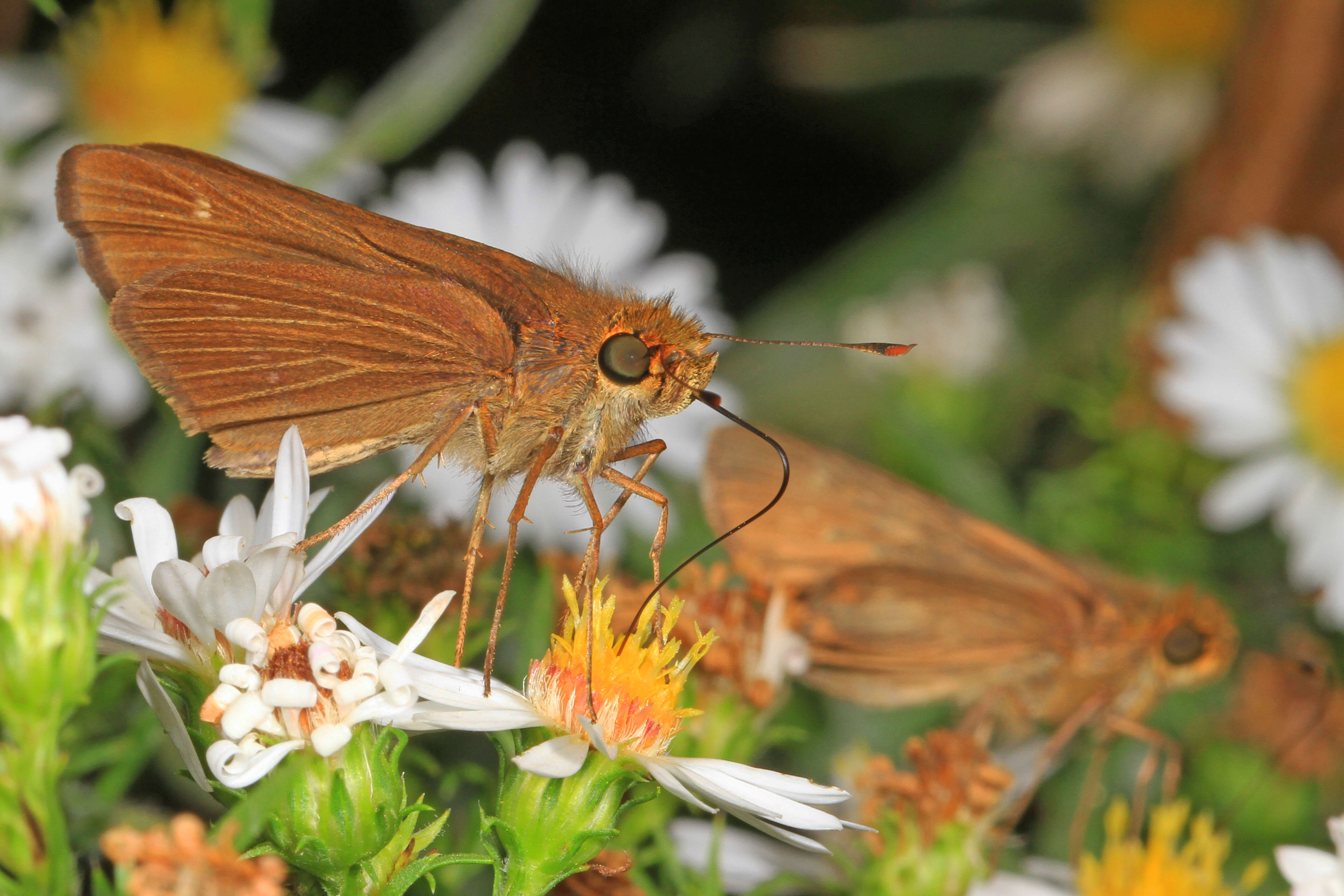 Image of Long-windged Skipper