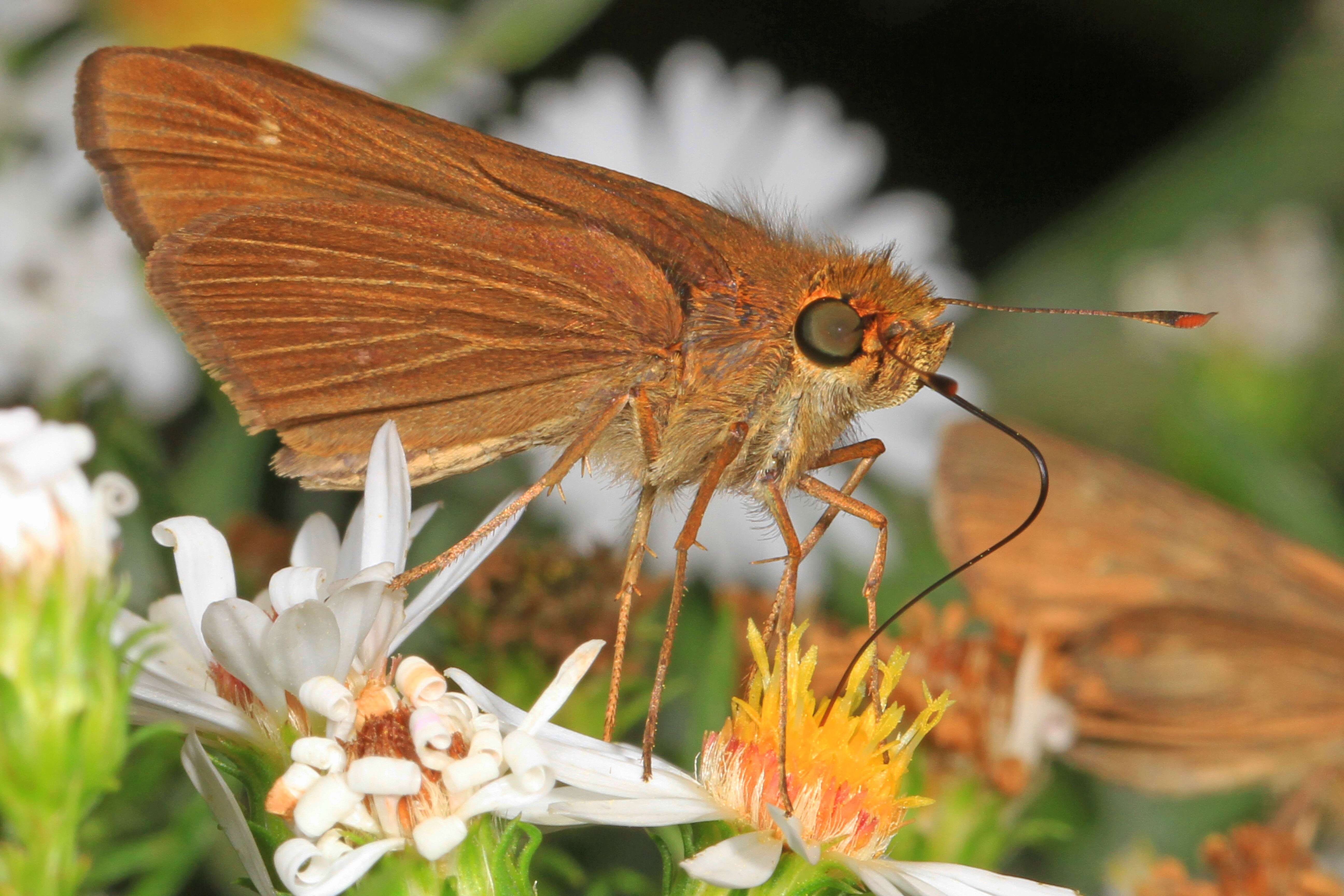 Image of Long-windged Skipper