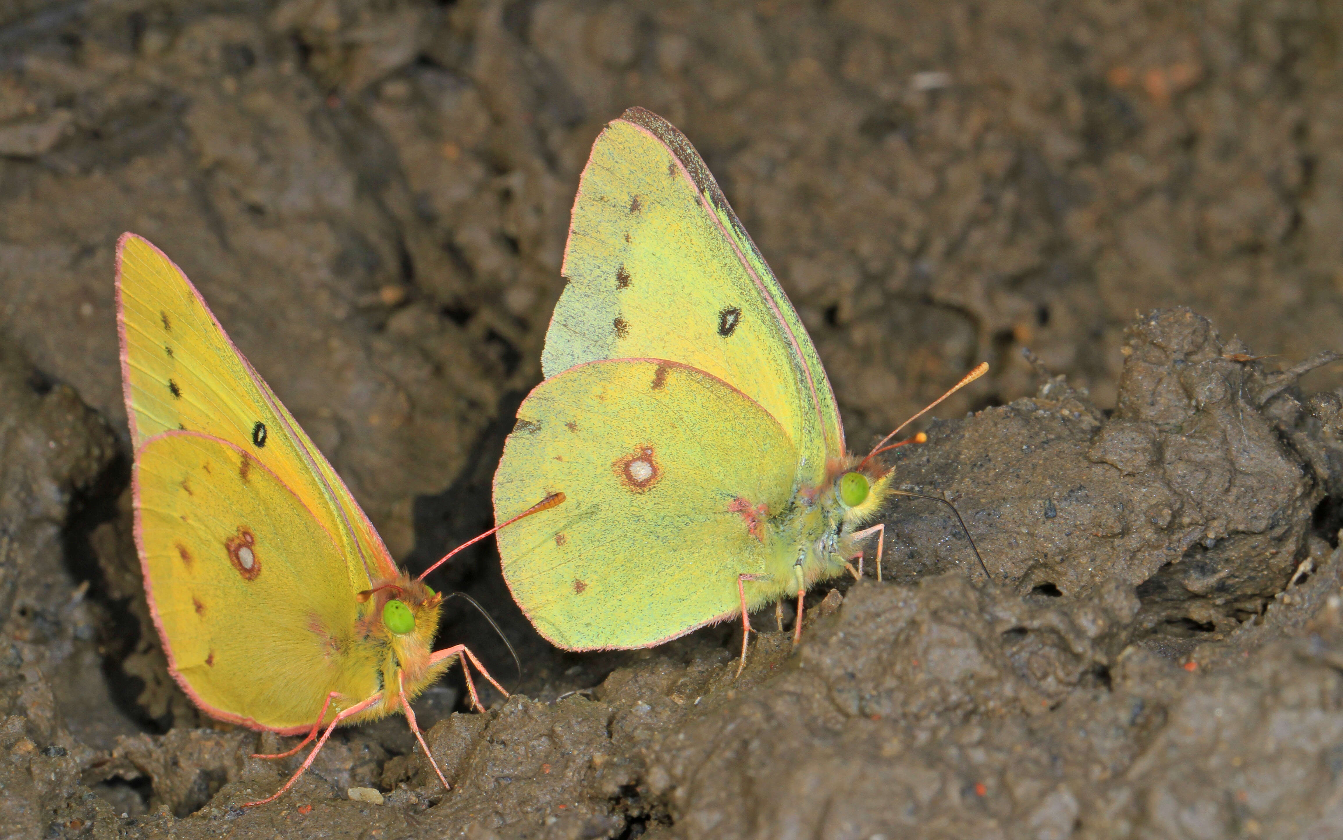 Image of Orange Sulphur