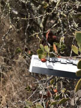 Image of shagbark manzanita