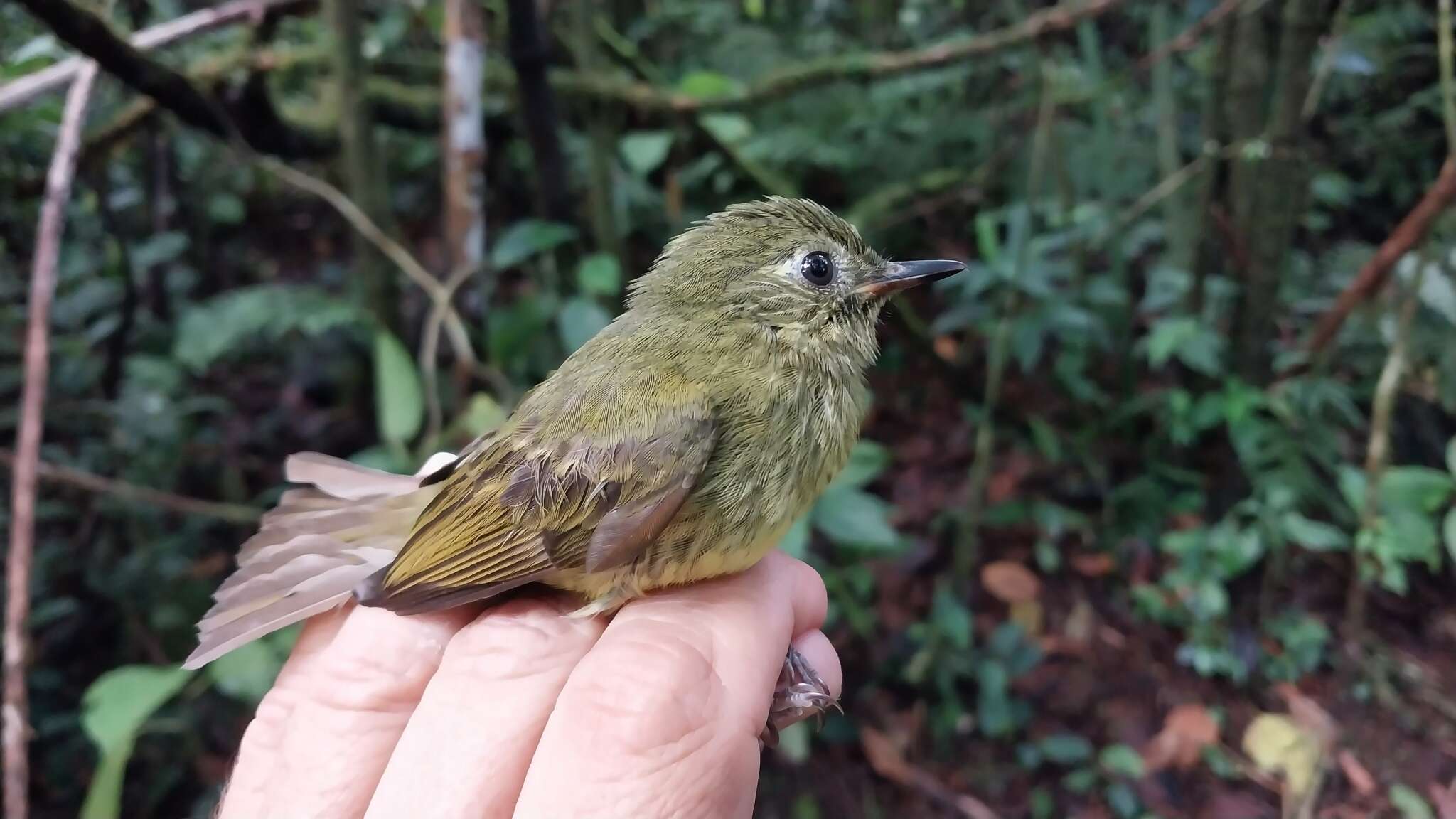 Image of Olive-striped Flycatcher