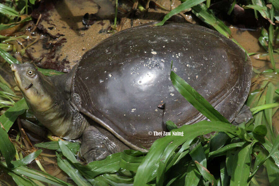 Image of Burmese Flapshell Turtle