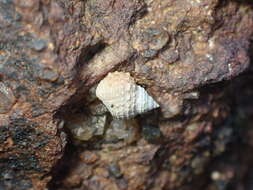 Image of Echinolittorina radiata (Souleyet 1852)