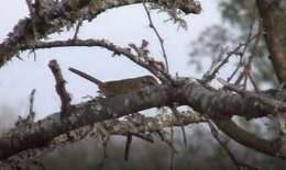 Image of Stripe-capped Sparrow