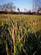 Image of Rendle's meadow foxtail