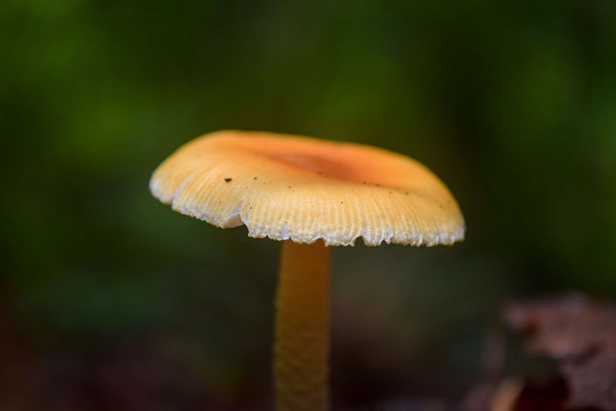 Image of Amanita garabitoana Tulloss, Halling & G. M. Muell. 2011